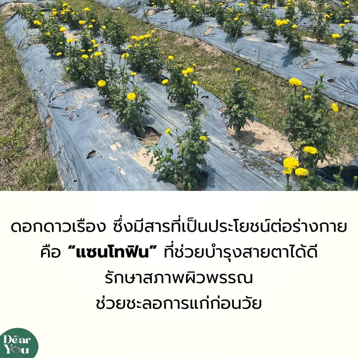 ชาดอกดาวเรือง1